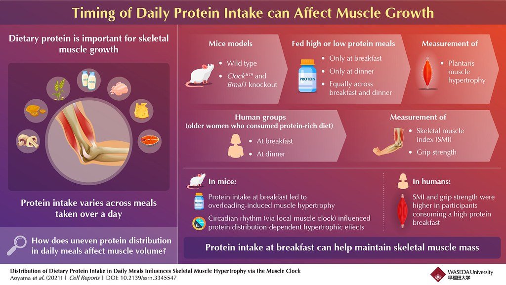 importance of protein